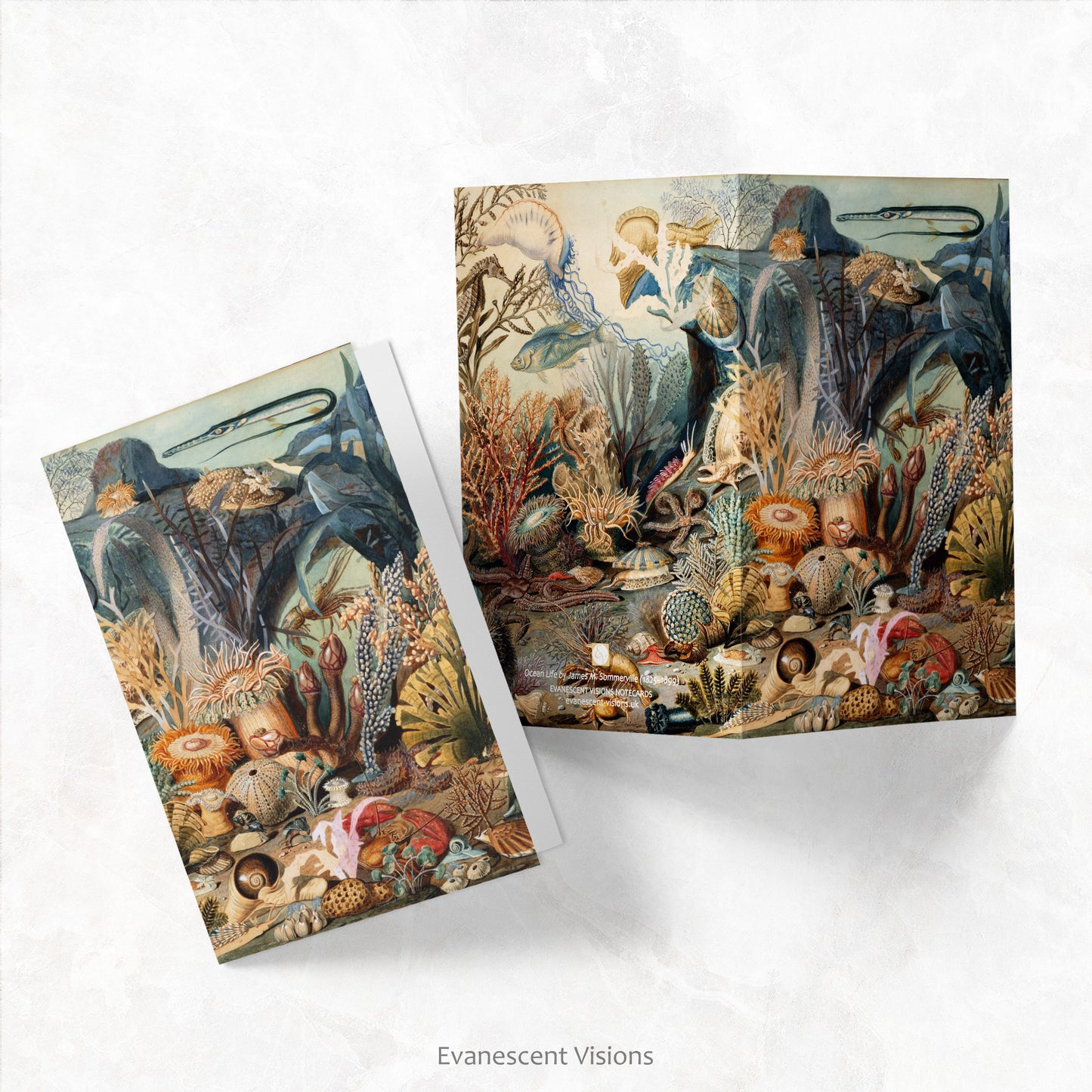 Front and back views of the Sommerville Ocean Life Art Notecards