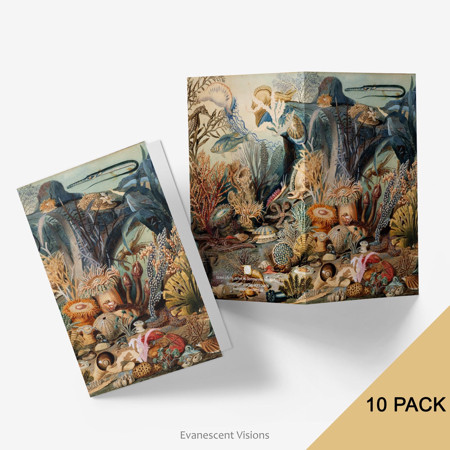 Front and back views of the Sommerville Ocean Life Art Notecards