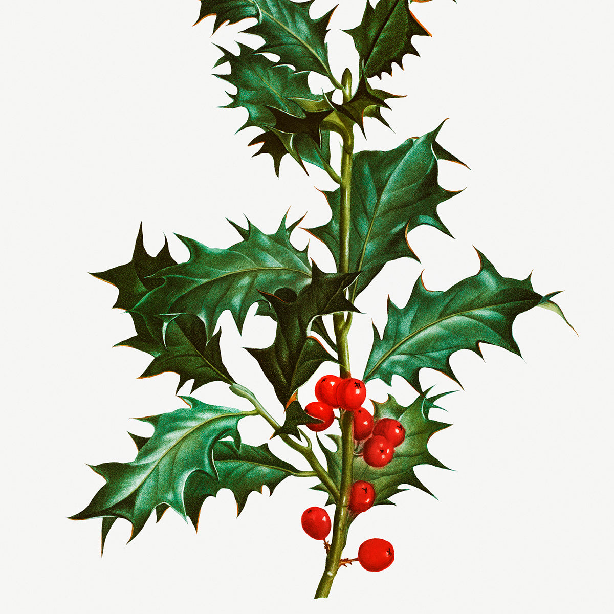 CHRISTMAS CARDS AND GIFTS
